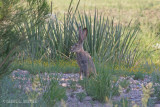 Aug 14  Jackrabbit