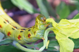 Caterpillar at Lunch