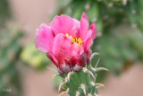 Cholla Cactus Flower