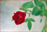 A Perfect Rose