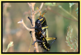 Horse Lubber Grasshopper