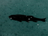 The Dark Fish