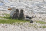 Herring Gull with chicks
