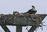 Osprey with young chicks (in middle of nest)