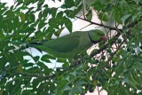 Rose Ringed Parakeet.  Villa Medici