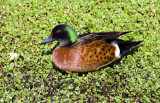 Wild Duck