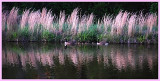 Evening Outing for this family of geese