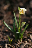 Märzenbecher (Leucojum vernum) 6