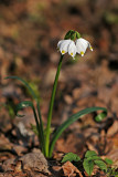 Märzenbecher (Leucojum vernum) 7