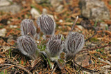 Küchenschelle (Pulsatilla vulgaris)