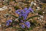 Zweiblättriger Blaustern (Scilla bifolia) 2
