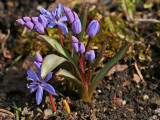 Zweiblättriger Blaustern (Scilla bifolia) 4