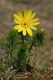 Frühlings-Adonisröschen (Adonis vernalis) 3