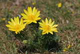 Frühlings-Adonisröschen (Adonis vernalis) 4