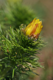 Frühlings-Adonisröschen (Adonis vernalis) 5