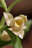 Weißes Waldvögelein <I>(Cephalanthera damasonium)</I>