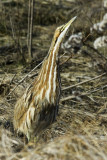 Bittern