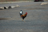 Chicken 01.jpg
