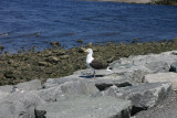 IMG_2437 copy.jpg