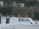 a boat full of pelicans and gulls