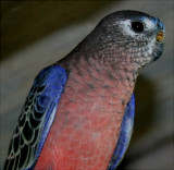 Our Aviary Birds