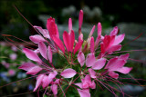  Cleome