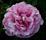 Yves Piaget ....another older bloom....I LOVE this Rose!