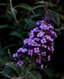 Heliotrope