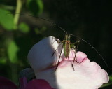 A tiny bug that I found on one of my roses today