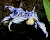  Clematis integrifolia  (non vining)