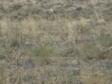The standard vegetation on the steppe.  Something here for those sheep