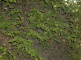 I think these are Elm leaves, so long since they were common in Britain