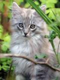 Our Increased Family of Maine Coons