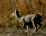 Mule Deer