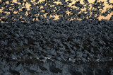 Group Fly Out