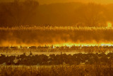 Golden Light of Morning