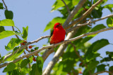 Scarlet Tanager in Mulberry Tree