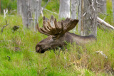 Moose in Moose Flats Marsh