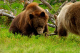 Grizzly Yearlings