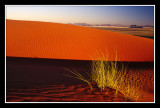 La dune d'Elim pres de Sossusvlei