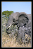 Elephant dans le parc d'Etosha