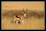 springbok dans le parc d'Etosha