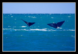 Baleines pres du Cap