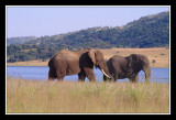 Elephants au Pilanesberg