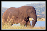 Elephant au Pilanesberg