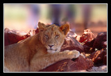 Lion au Pilanesberg
