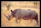 Rhinoceros au pilanesberg