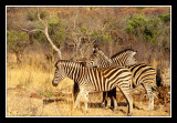 Zebres au pilanesberg