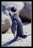 Pingouin du Cap