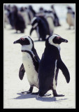 Pingouins du Cap
